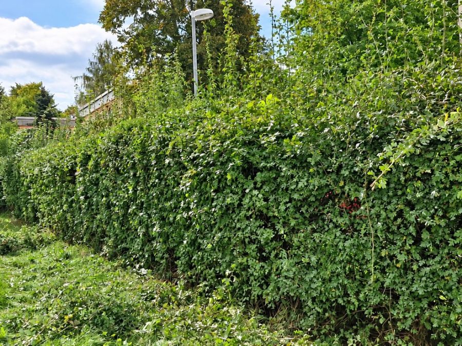 Gepflegte Hecke nach dem Schnitt