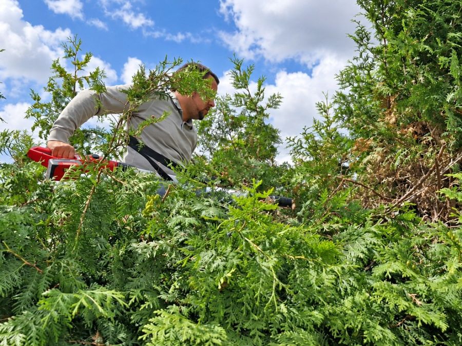 Heckenschnitt im Rahmen der Gartenpflege
