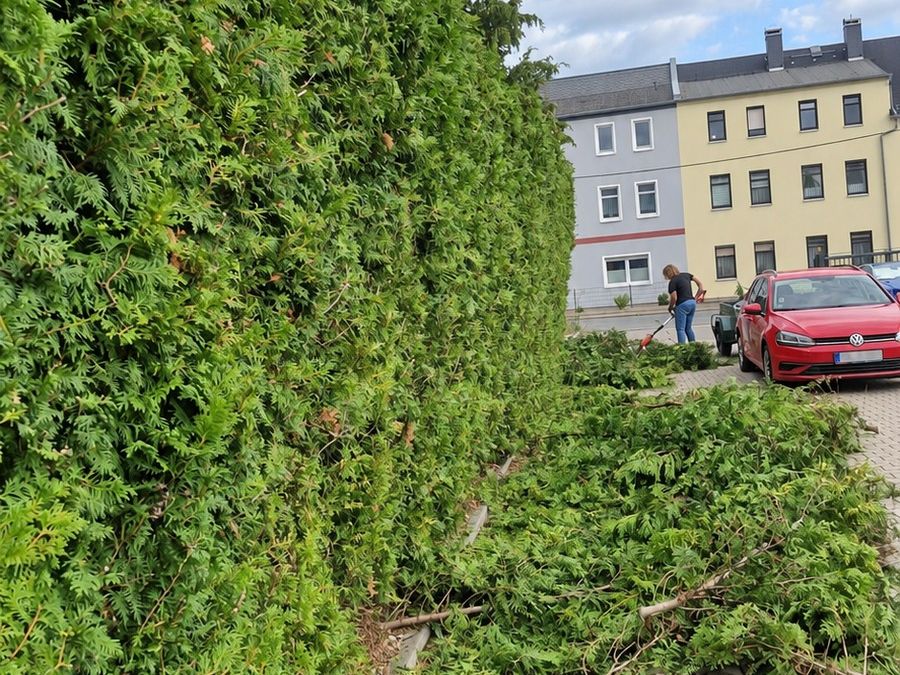 Hecke beim Schneiden