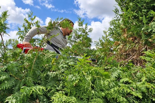 Heckenschnitt im Rahmen der Gartenpflege